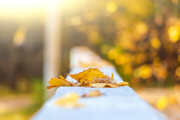 Autumn leaves on pavement, walkway. Autumn landscape, orange foliage in forest. Blurred, out of focus, close-up.