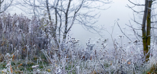 Frost-covered trees, shrubs and thickets on a foggy winter morning
