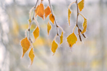 Frost-covered yellow birch leaves on a light blurred background