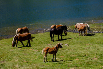 Fototapeta premium horses on Lac du Miey, Ayous lakes tour, Pyrenees National Park, Pyrenees Atlantiques, France