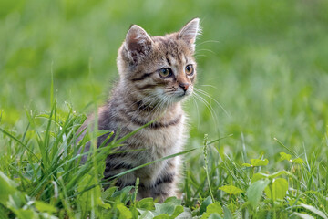 Naklejka na ściany i meble A cute little kitten sits in the garden on the grass and looks intently into the distance