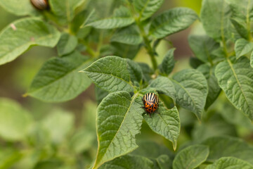 Colorado beetle sits on potatoes, a pest of potatoes