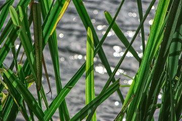 leaves, reed, grass and water in the background