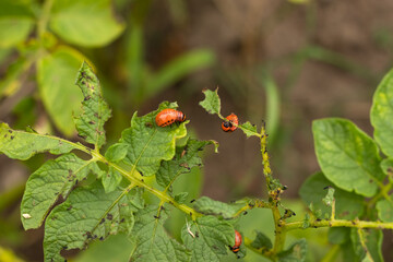 Colorado beetle sits on potatoes, a pest of potatoes