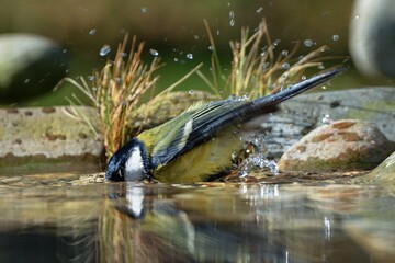 Great tit bathes in the water of a bird watering hole. Moravia. Europe. 