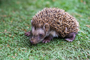 sad baby hedgehog in a green meadow