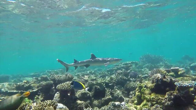 Maldives white tip reef shark hunting fishes at corals