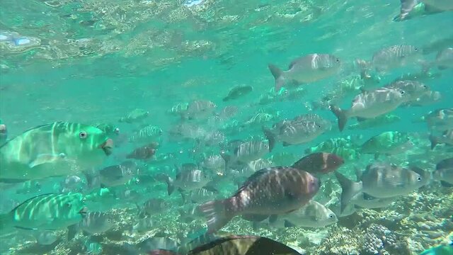 Maldives massive shoaling of parrotfishes and surgeon fishes are foraging at the coral reef