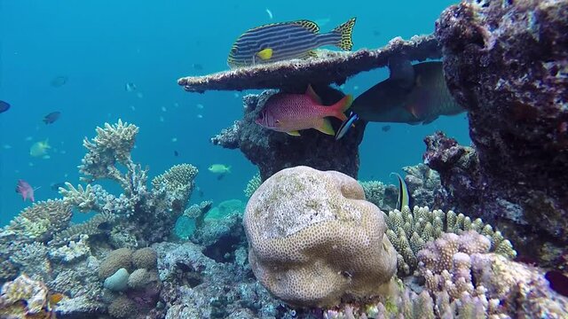 Hussar fish and parrot fish hiding under tropical coral in coral garden in reef of Maldives islands