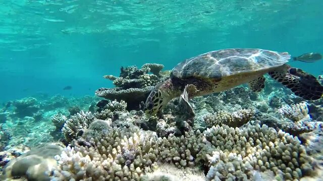 Maldives hawksbill sea turtle swims foraging in the coral reef