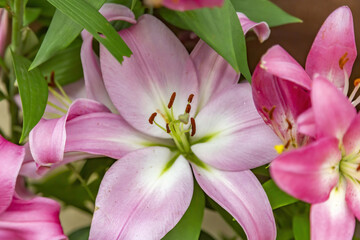 Fototapeta na wymiar Lily. Beautiful flowering bright summer flower of the Liliaceae family