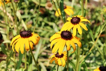 yellow flowers in the garden