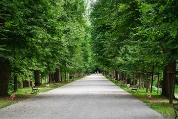 Tree alley to the monument. Moszna Castle. Poland. 