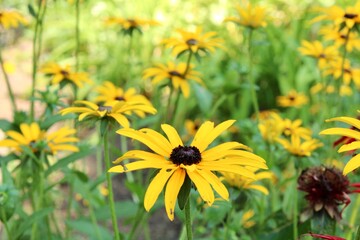 Black eyed Susans in the Garden 