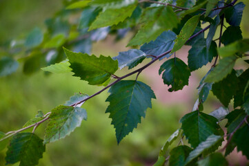 Birch leaves