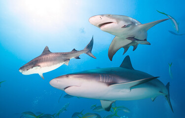 Tiger shark, Caribbean reef shark and Lemon shark
