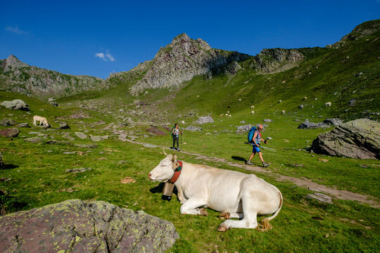 cows on lac Casterau, Ayous lakes tour, Pyrenees National Park, Pyrenees Atlantiques, France