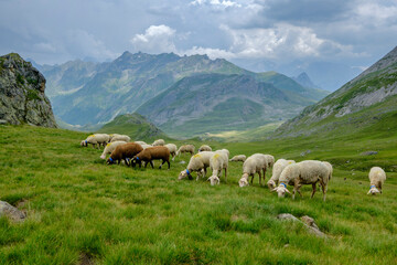 Fototapeta na wymiar flock of sheep in the meadows of Portalet, Ayous lakes tour, Pyrenees National Park, Pyrenees Atlantiques, France