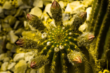 Cactus Flower Buds 2
