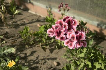 Beautiful pink garden flower in the summer garden