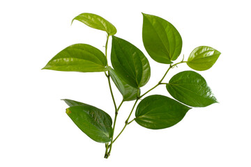 Piper betle leaf on white background
