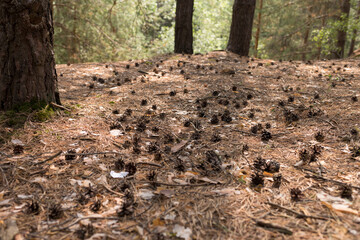 pine cone laying down in the forest below the tree