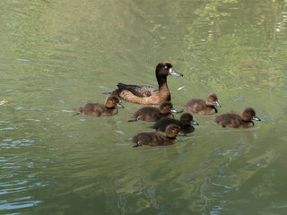 Aythya fuligula. Tufted duck female swimming with its juveniles or ducklings in a small pond
