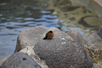 COLIBRI ECUADOR