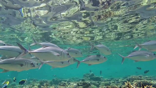 Maldives bluefin kingfishes hunting fishes at corals