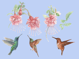 Hummingbirds and fuchsia flowers birds watercolor hand drawn illustration. Print textile sketch background clipart set nature plants resalism