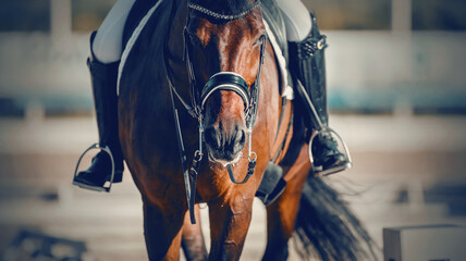 Equestrian sport. Dressage of horses in the arena.