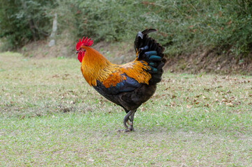 Mr Rooster