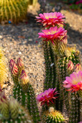 Pink Cactus Flower 7
