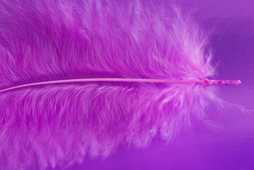 Fragment of pink feather on a violet background