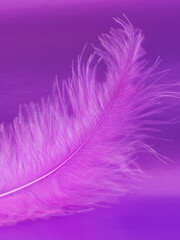 Fototapeta premium Fragment of pink feather on a violet background