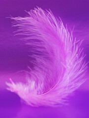 Pink feather on a violet background