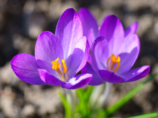 Sunlit purple crocus flowers, close-up