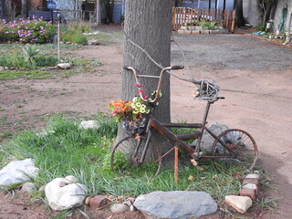 An old broken rusted bicycle with out a saddle against a tree that is now a ornament in the front garden of an unknown person as a decoration, in the front basket is this beautiful colors of flowers.