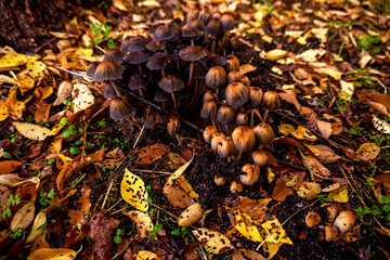 Bunch of mushrooms in the forest in autumn time in natural light