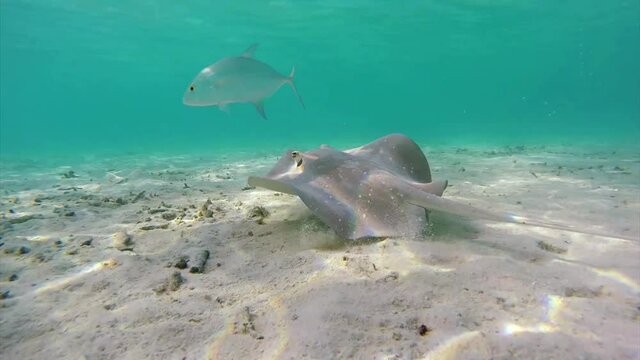 Maldives whiptail stingray and bluefin kingfish are hunting together in symbiose at the tropical sea