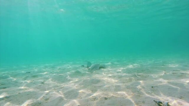 Maldives whiptail stingray and bluefin kingfish are hunting together in symbiose at the tropical sea