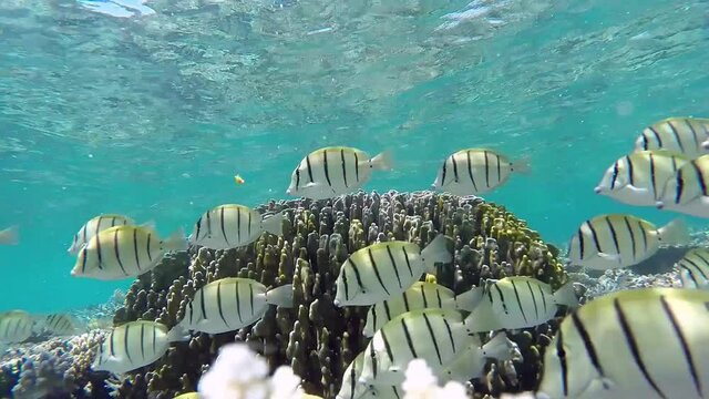 Maldives convict surgeonfish shoaling is foraging at the coral reef