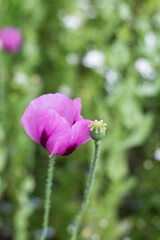 Schlafmohn