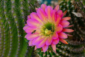 Pink Cactus Flower 4
