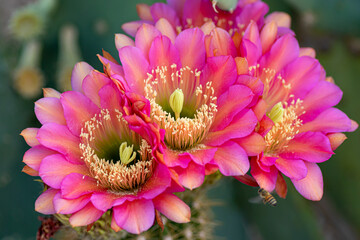 Pink Cactus Flower 3
