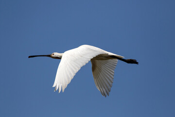 Nature photo of a white flying spoonbill in action

