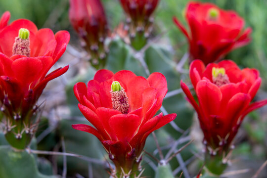 Close-up Cluster of Vibrant Red Claret Cup Cactus Flowers