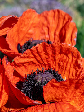 Big Orange Red Poppies with Paper Like Crinkly Flower Petals