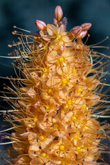 Peach Colored Foxtail Lily Desert Candle Flowers Close Up