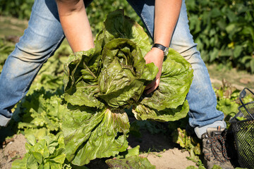 Gemüseanbau - im Sommer können die ersten Kohlarten geerntet werden. Landwirtschaftliches Symbolfoto.